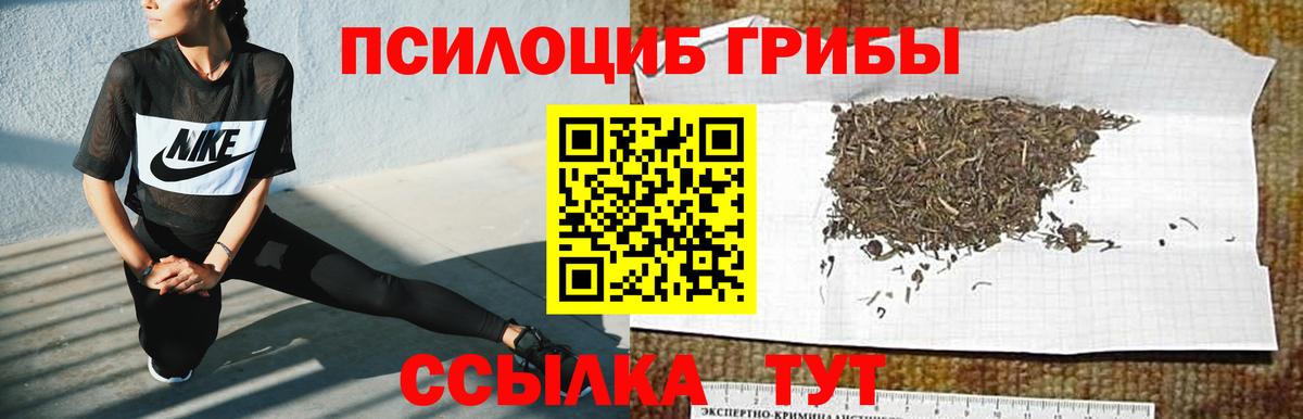 Псилоцибиновые грибы Psilocybine cubensis Искитим